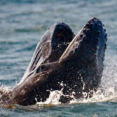 Photo: Whale Watching Gold Coast Getaway Sailing